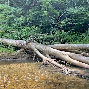 Creekside tent camping!
