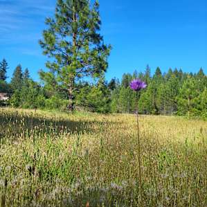 Meadow