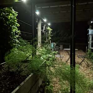 Veggie garden