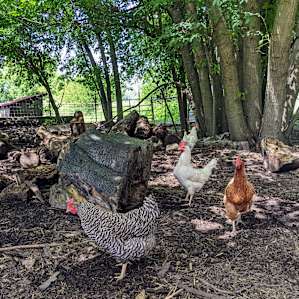 Farm site