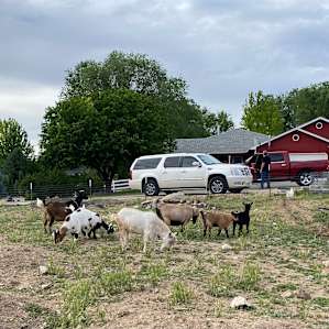 Rex & Cate's Hobby Farm