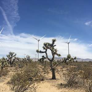 Blessed by Joshua Trees