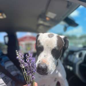 No dogs in the lavender field; but she still loved the smell.