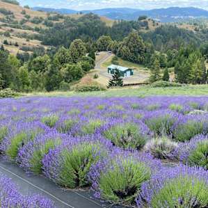 Glamping Tents, Vistas & Stars