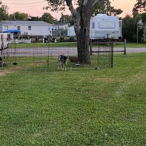 Plenty of room for the dogs to play