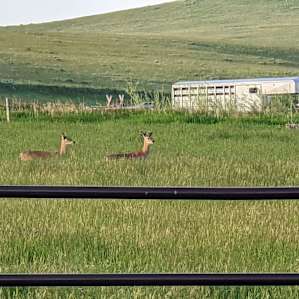 Red Devon Ranch Stackyard Campsite