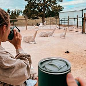 Goats and Alpacas at Falkor Ranch