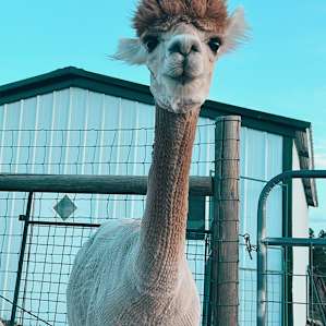 Goats and Alpacas at Falkor Ranch
