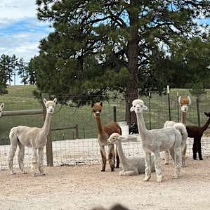 Goats and Alpacas at Falkor Ranch