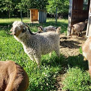 #2 - Farm - sheep, goats + bees