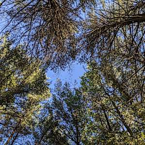 Purple Pines