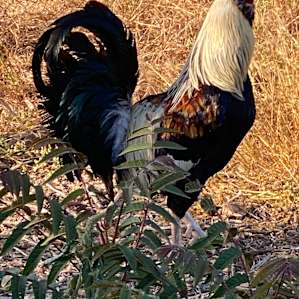 Arber-Moore's Ranch RV Sites