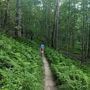 We're ready to form a fern appreciation society after this hike.