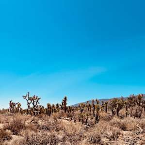 Joshua Tree Tiny Cabin