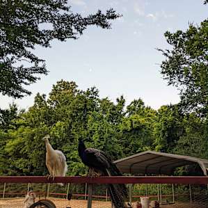 Manna Farm