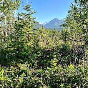 Pinochle Trail Campground