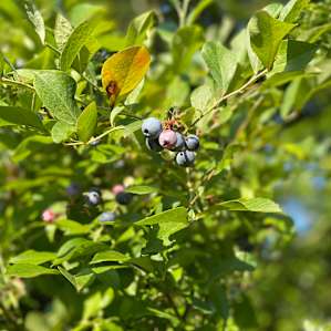 Orchard Life