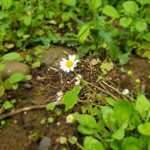 Rock Crick Acres: Tent Hideout