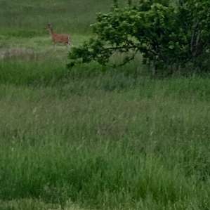 Deer wandered the property daily