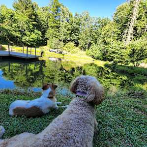 Pond Springs