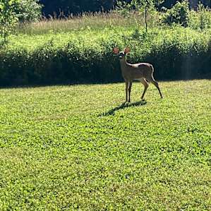 This baby deer came within about 15 ft of us and stood for a while!