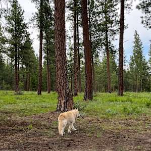 Peaceful Pines RV