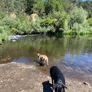 Dogs LOVED the freedom!