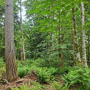 Cedar stump RV campsite