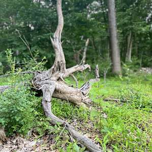 Twin Oaks