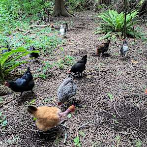 The chickens came to greet us and one tried to come home with us! 😂