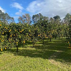 Orchard & Pine Trees Camping