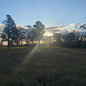 Orchard & Pine Trees Camping