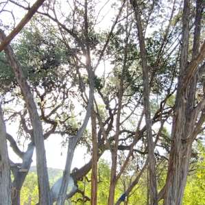 Frio River Campsite
