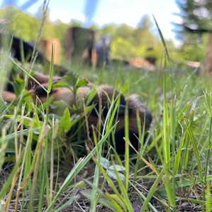 Sacred Hollow Glampsite