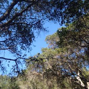 Rustic Campsites
