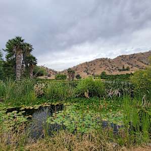 Pond campsite
