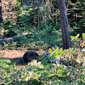 Evans Flat Campground