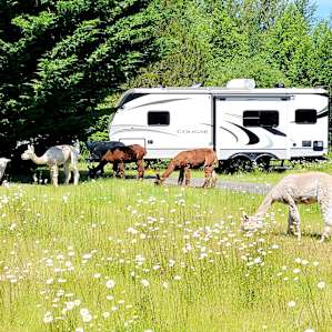 Camp with Alpacas