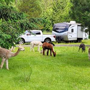 Camp with Alpacas