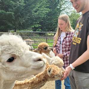 Camp with Alpacas