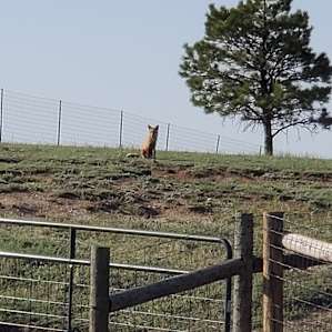 Goats and Alpacas at Falkor Ranch