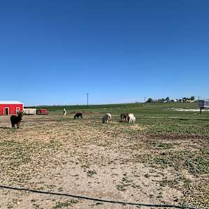 Cloud Peak Llamas and Alpacas ranch