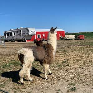 Cloud Peak Llamas and Alpacas ranch