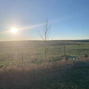 Cloud Peak Llamas and Alpacas ranch
