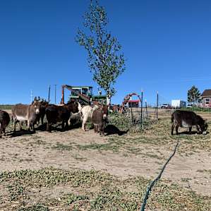 Cloud Peak Llamas and Alpacas ranch