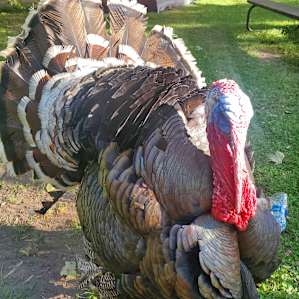 The sweetest turkey! He will follow you anywhere and welcomed us every morning!