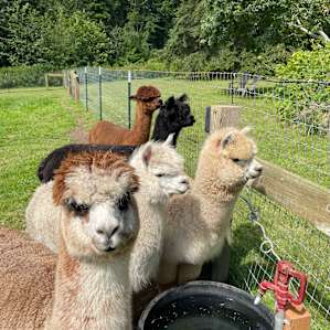 Bayview Alpacas
