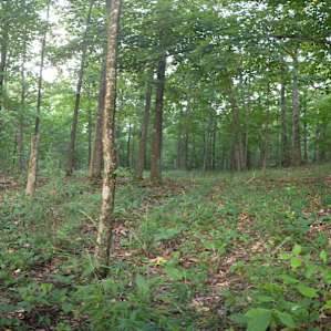 The Forest