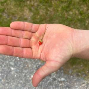Wild strawberry. Found in nearby Cobscook Bay State Park and along the road to Reversing Falls (walking distance from Smithereen Farm)