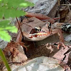 Wood Frog (Lithobates sylvaticus) spotted along the trail down to the cove at the Hipcamp.
